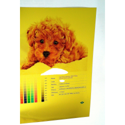 Golden Glossy PET Film Non-waterproof 
